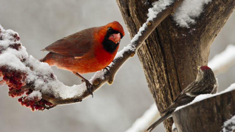 birds, Snow, Winter HD Wallpaper Desktop Background