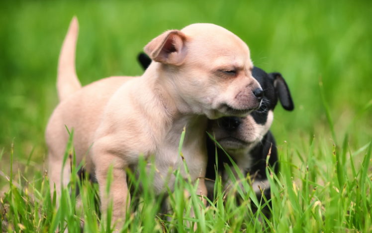 dogs, Puppy, Grass, Two, Animals HD Wallpaper Desktop Background