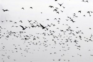 flock, Of, Birds, Sky, Bokeh,  3
