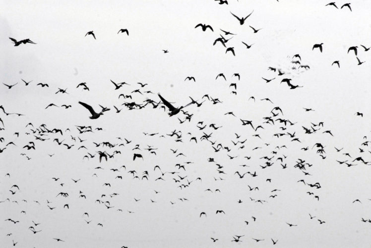 flock, Of, Birds, Sky, Bokeh,  3 HD Wallpaper Desktop Background