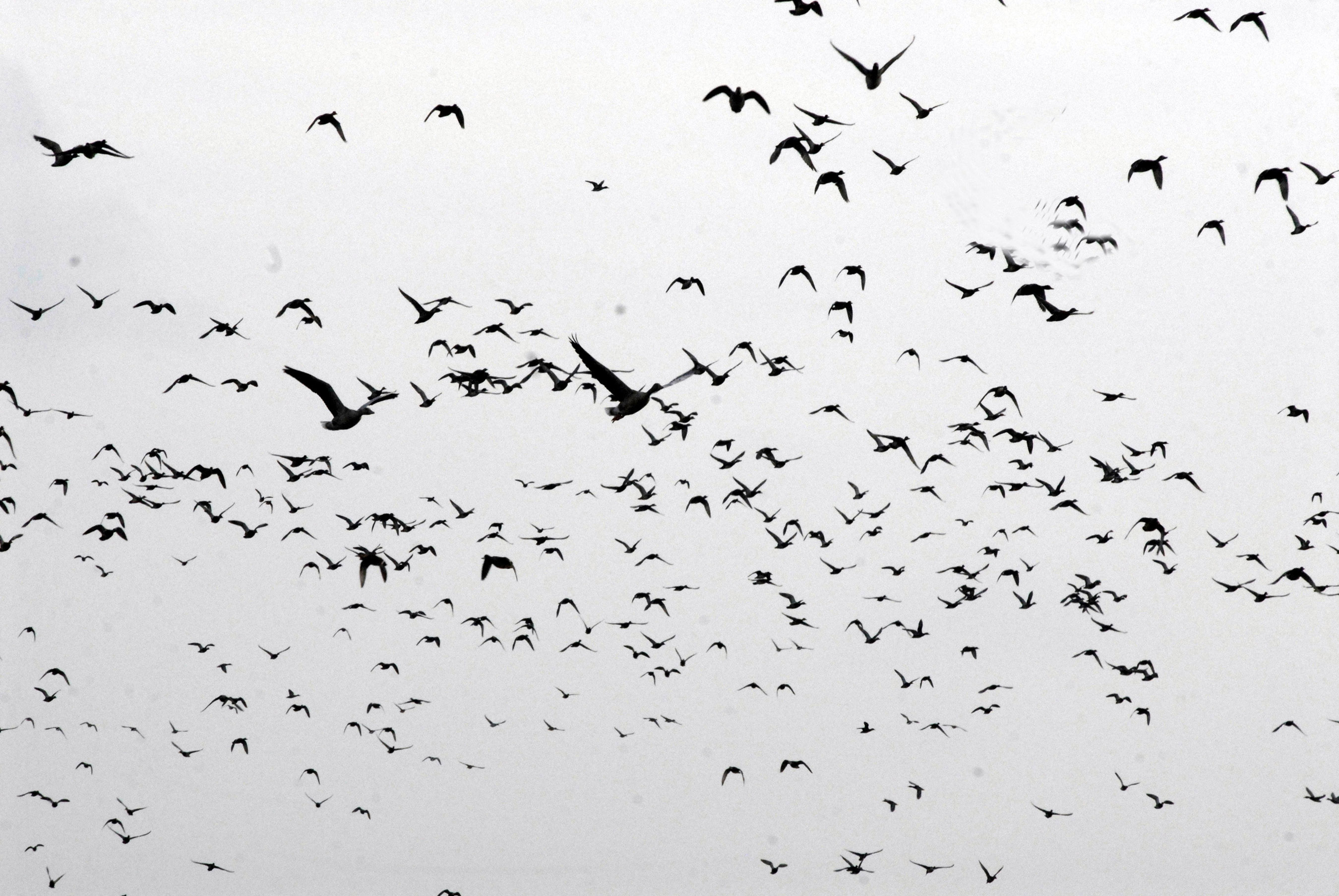 flock, Of, Birds, Sky, Bokeh,  3 Wallpaper