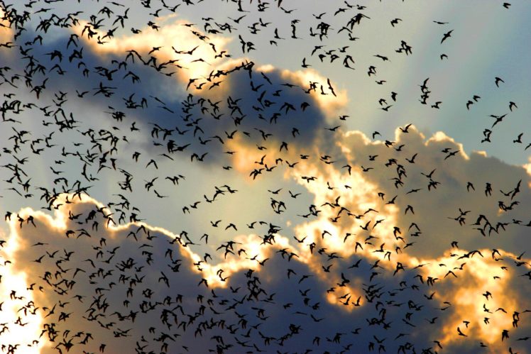 flock, Of, Birds, Sky, Bokeh,  1 HD Wallpaper Desktop Background