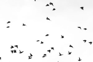 flock, Of, Birds, Sky, Bokeh,  4 , Jpg