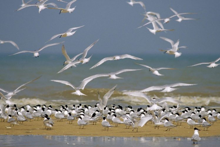flock, Of, Birds, Sky, Bokeh,  6 HD Wallpaper Desktop Background
