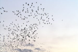flock, Of, Birds, Sky, Bokeh,  8