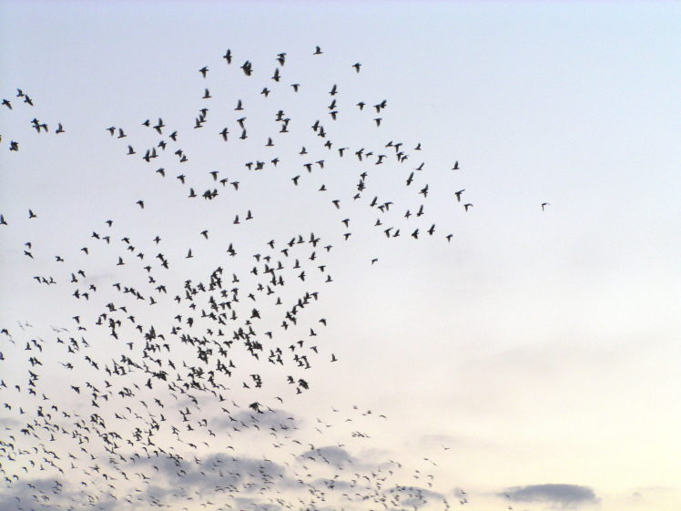 flock, Of, Birds, Sky, Bokeh,  8 HD Wallpaper Desktop Background