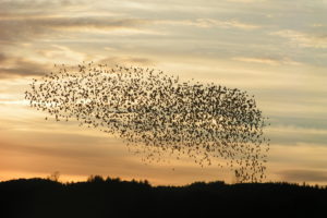 flock, Of, Birds, Sky, Bokeh,  11