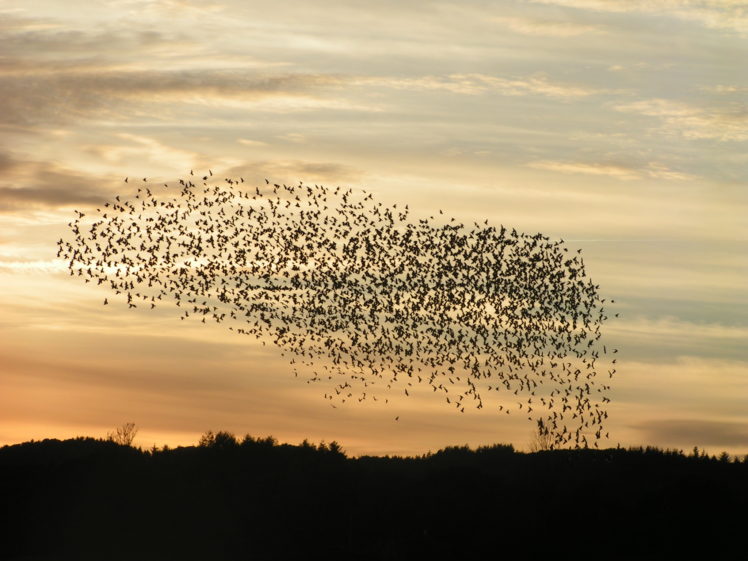 flock, Of, Birds, Sky, Bokeh,  11 HD Wallpaper Desktop Background