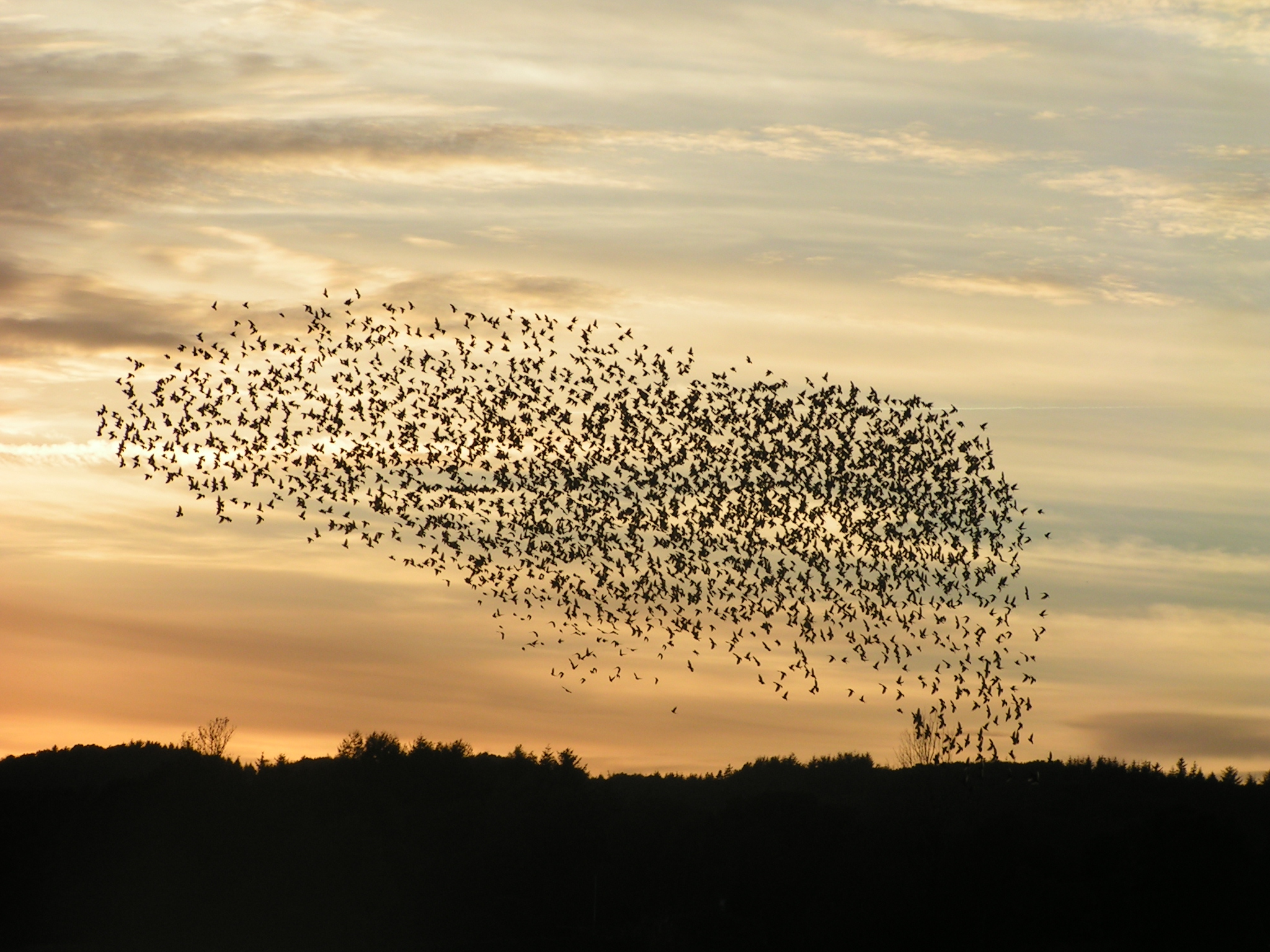 flock, Of, Birds, Sky, Bokeh,  11 Wallpaper