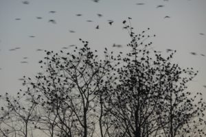 flock, Of, Birds, Sky, Bokeh,  10