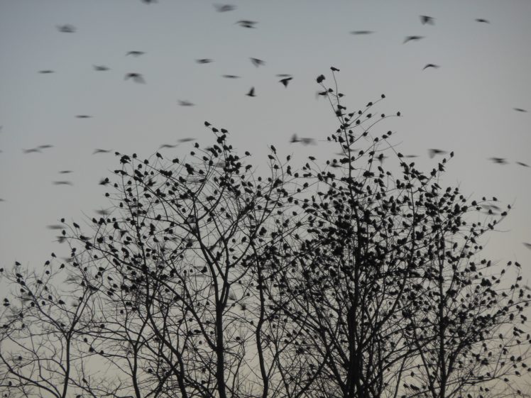 flock, Of, Birds, Sky, Bokeh,  10 HD Wallpaper Desktop Background