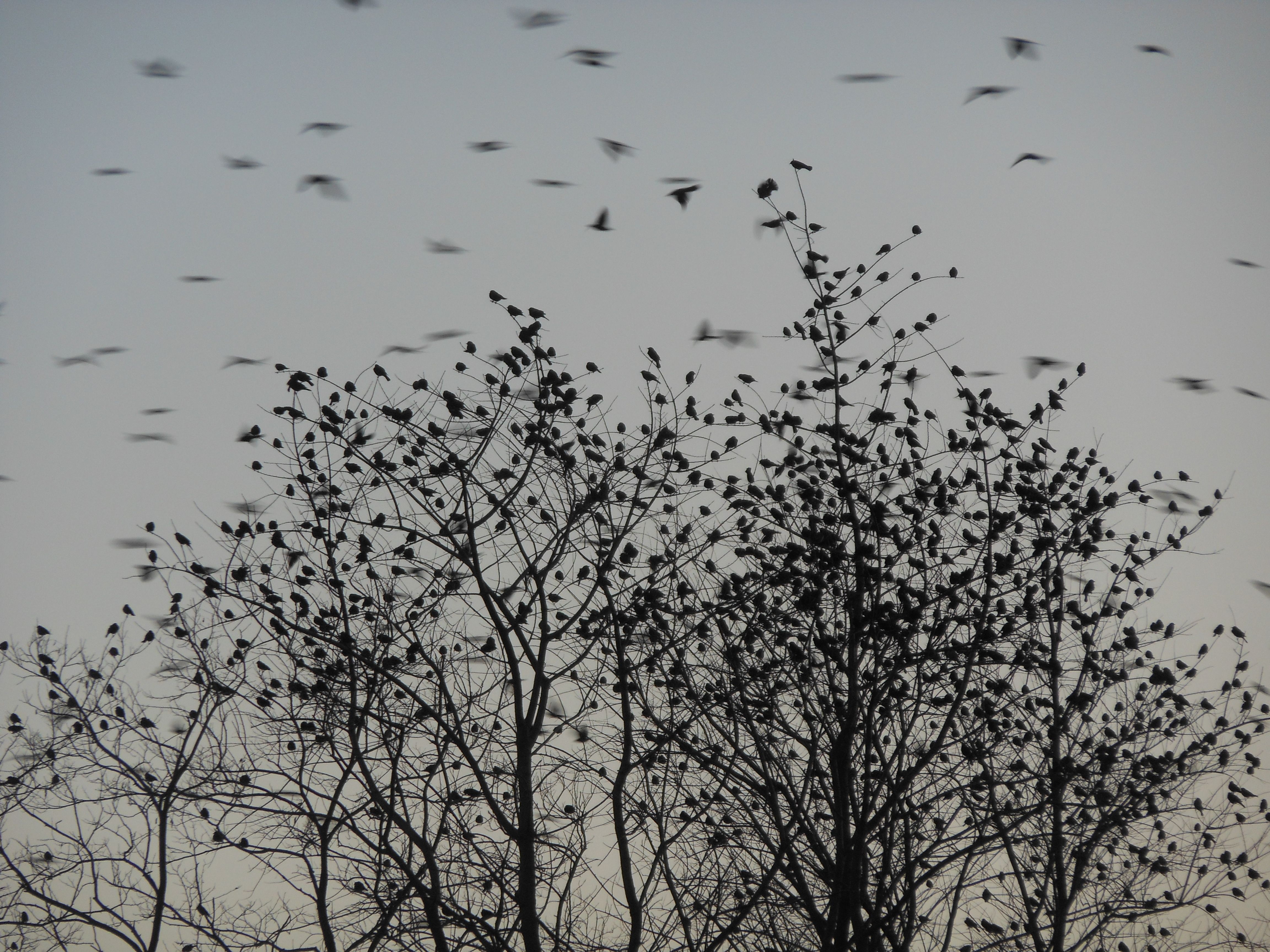 flock, Of, Birds, Sky, Bokeh,  10 Wallpaper