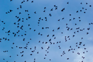 flock, Of, Birds, Sky, Bokeh,  12