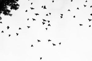 flock, Of, Birds, Sky, Bokeh,  13 , Jpg