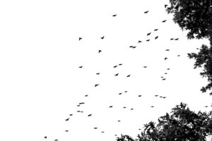 flock, Of, Birds, Sky, Bokeh,  14 , Jpg