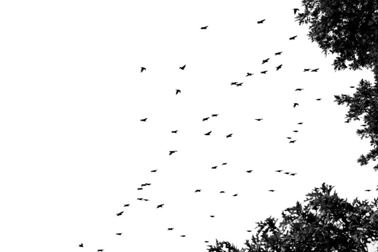 flock, Of, Birds, Sky, Bokeh,  14 , Jpg HD Wallpaper Desktop Background