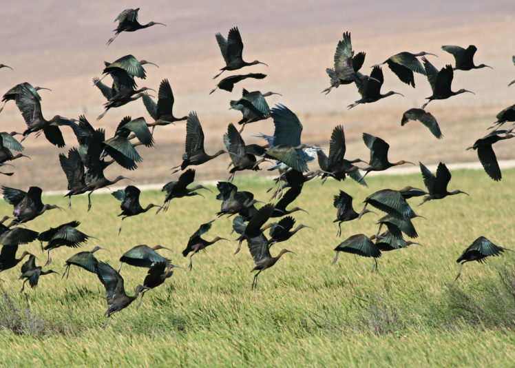 flock, Of, Birds, Sky, Bokeh,  20 HD Wallpaper Desktop Background
