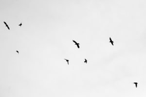 flock, Of, Birds, Sky, Bokeh,  15 , Jpg