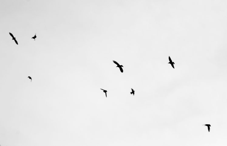 flock, Of, Birds, Sky, Bokeh,  15 , Jpg HD Wallpaper Desktop Background
