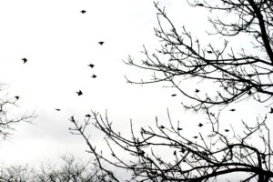 flock, Of, Birds, Sky, Bokeh,  16 , Jpg