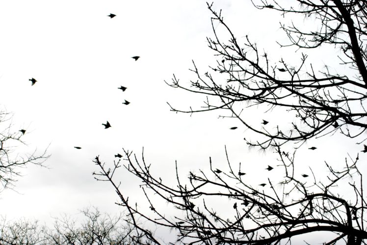 flock, Of, Birds, Sky, Bokeh,  16 , Jpg HD Wallpaper Desktop Background