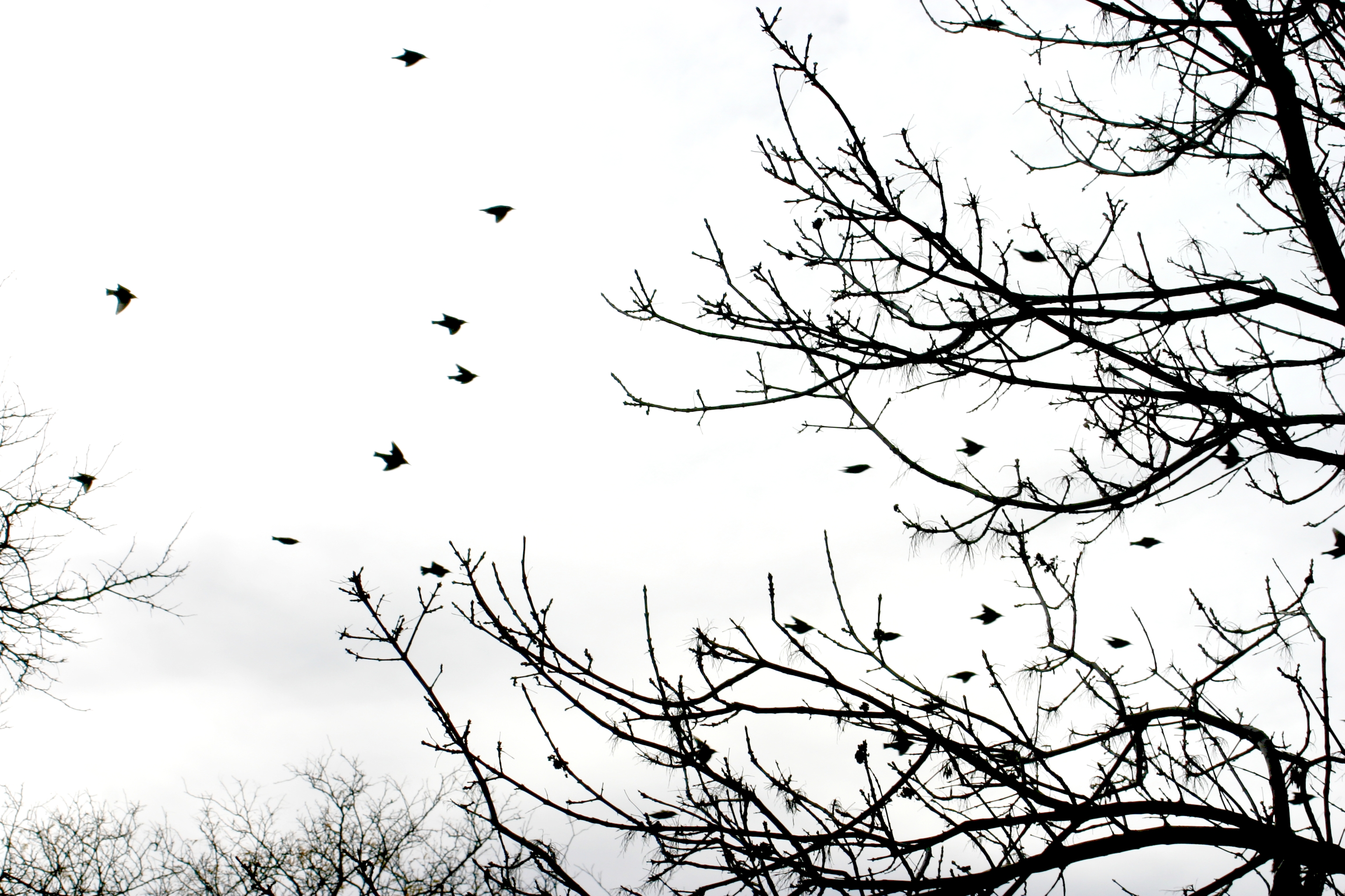 flock, Of, Birds, Sky, Bokeh,  16 , Jpg Wallpaper