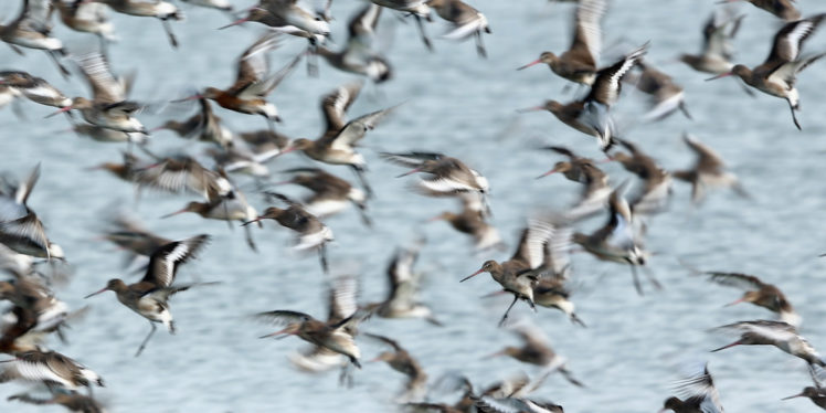 flock, Of, Birds, Sky, Bokeh,  19 HD Wallpaper Desktop Background