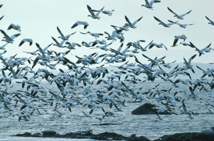 flock, Of, Birds, Sky, Bokeh,  26 HD Wallpaper Desktop Background