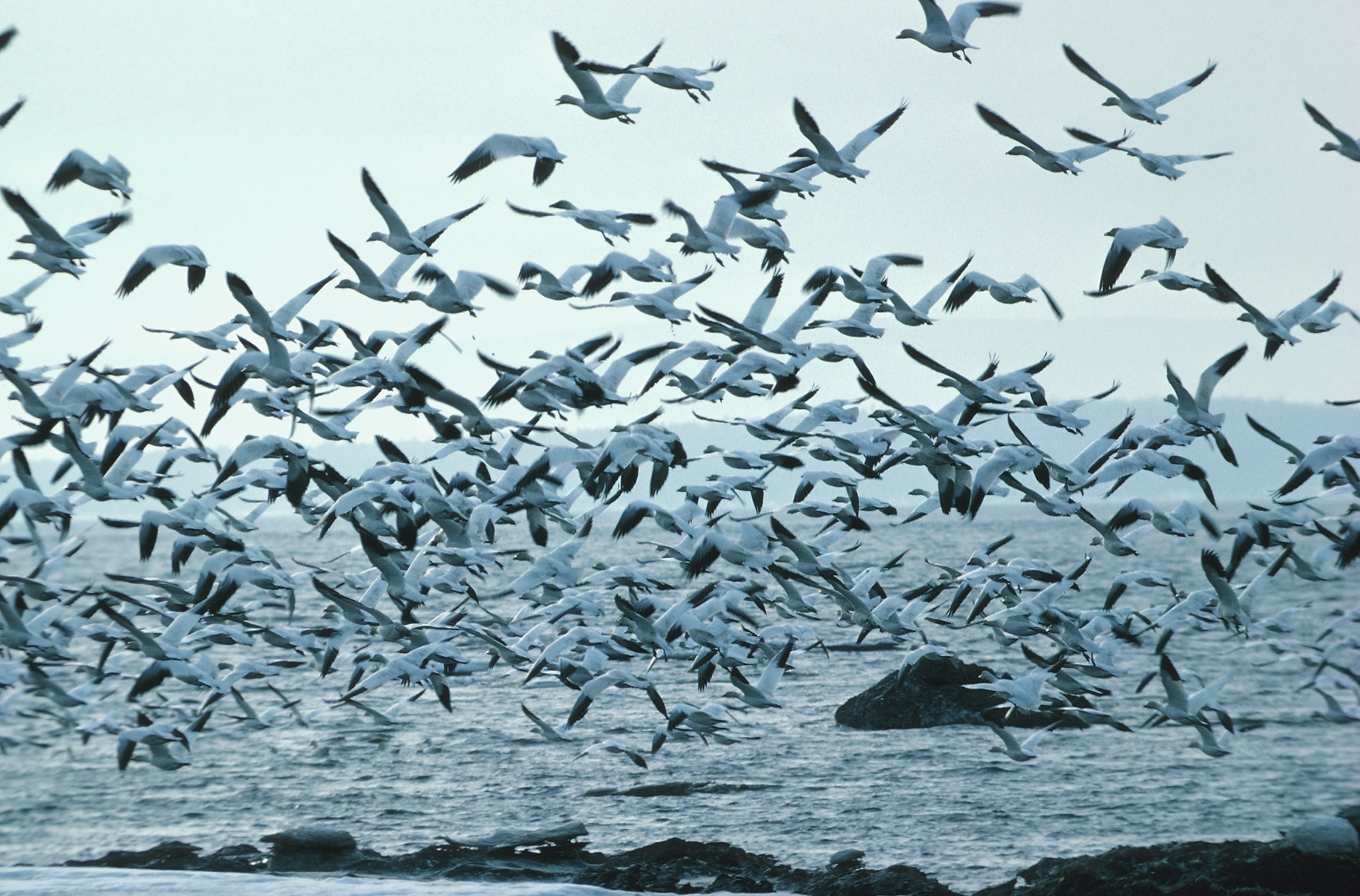 flocks of birds