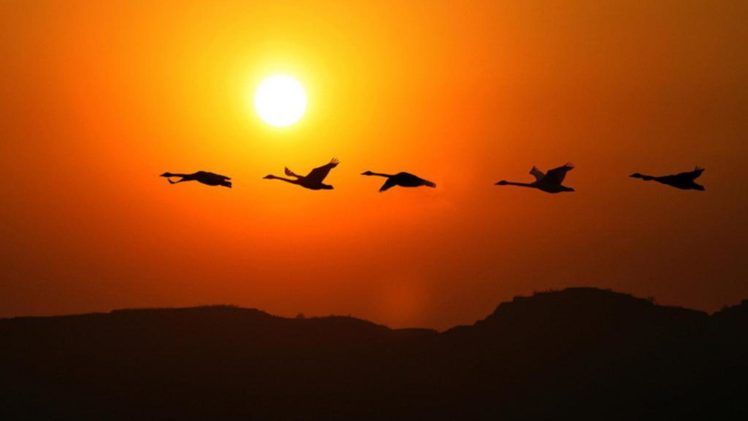 flock, Of, Birds, Sky, Bokeh,  25 HD Wallpaper Desktop Background
