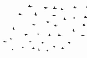 flock, Of, Birds, Sky, Bokeh,  24