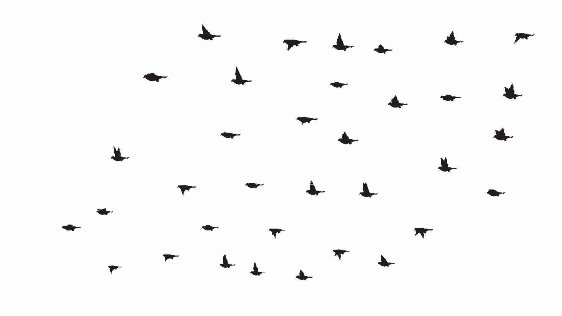 flock, Of, Birds, Sky, Bokeh,  24 Wallpaper