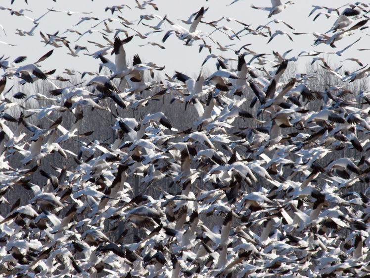 flock, Of, Birds, Sky, Bokeh,  27 HD Wallpaper Desktop Background