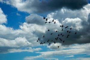 flock, Of, Birds, Sky, Bokeh,  28