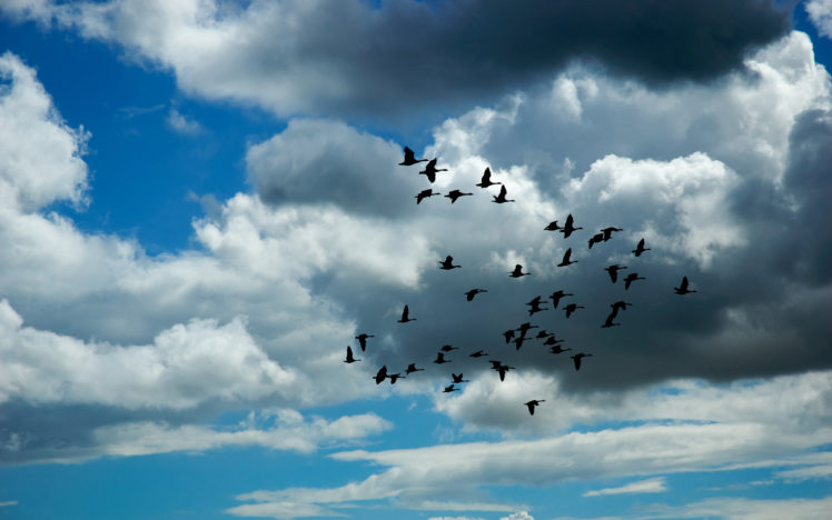 flock, Of, Birds, Sky, Bokeh,  28 HD Wallpaper Desktop Background