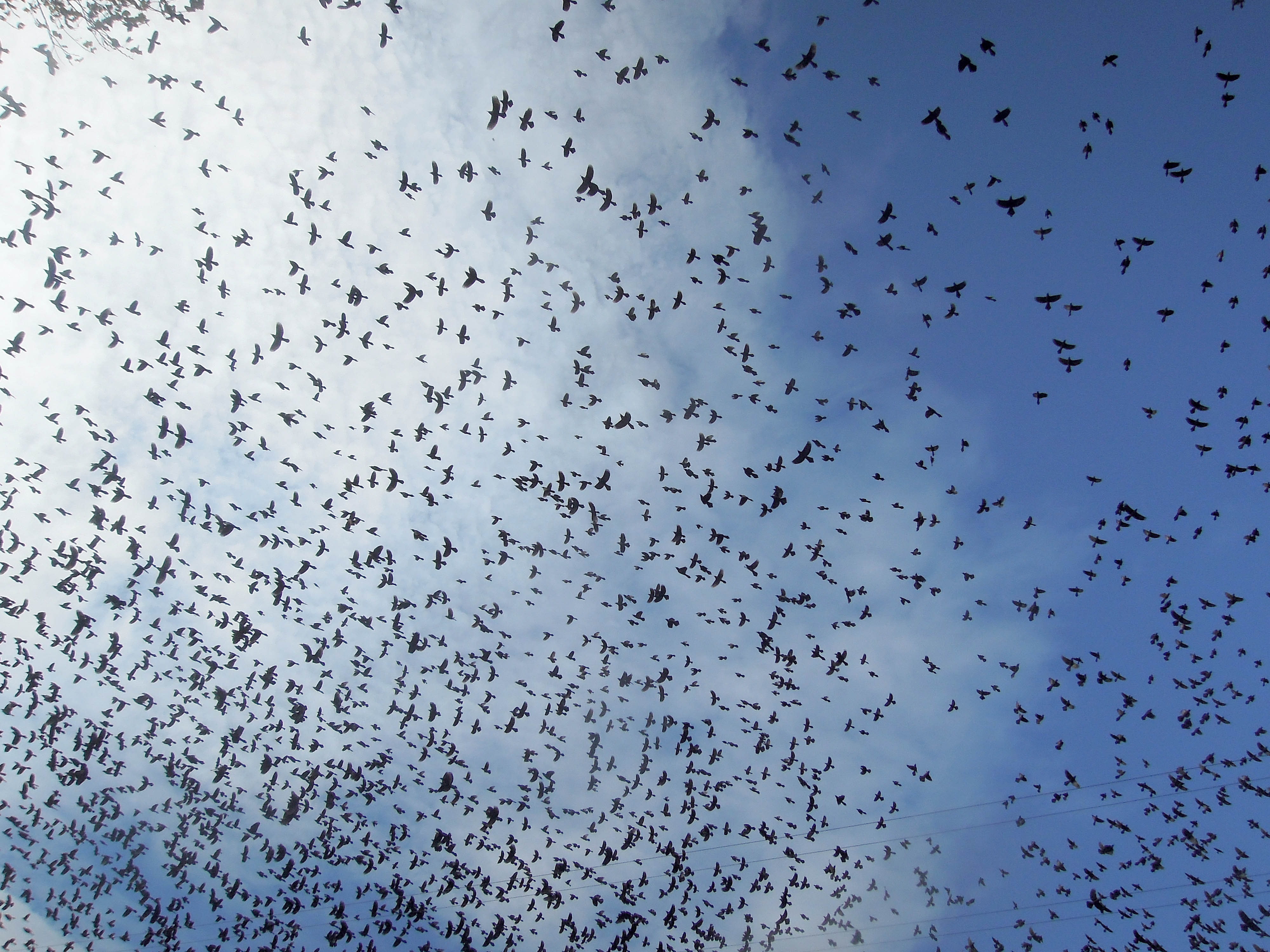 flock, Of, Birds, Sky, Bokeh,  30 Wallpaper