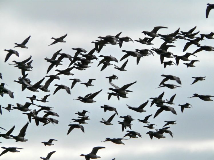flock, Of, Birds, Sky, Bokeh,  32 HD Wallpaper Desktop Background