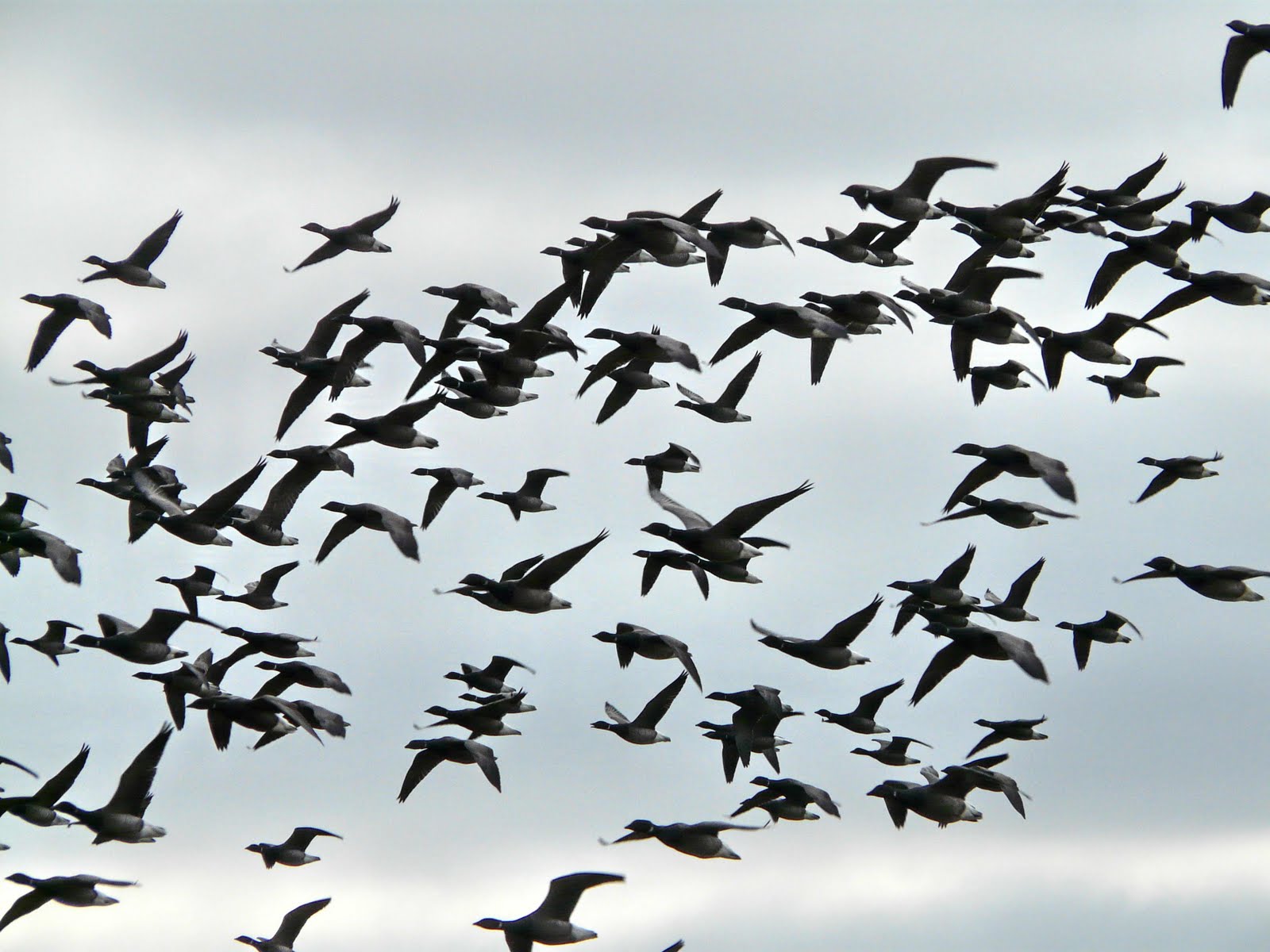 flock, Of, Birds, Sky, Bokeh,  32 Wallpaper