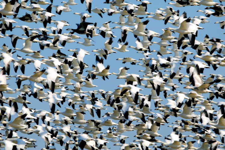 flock, Of, Birds, Sky, Bokeh,  33 HD Wallpaper Desktop Background