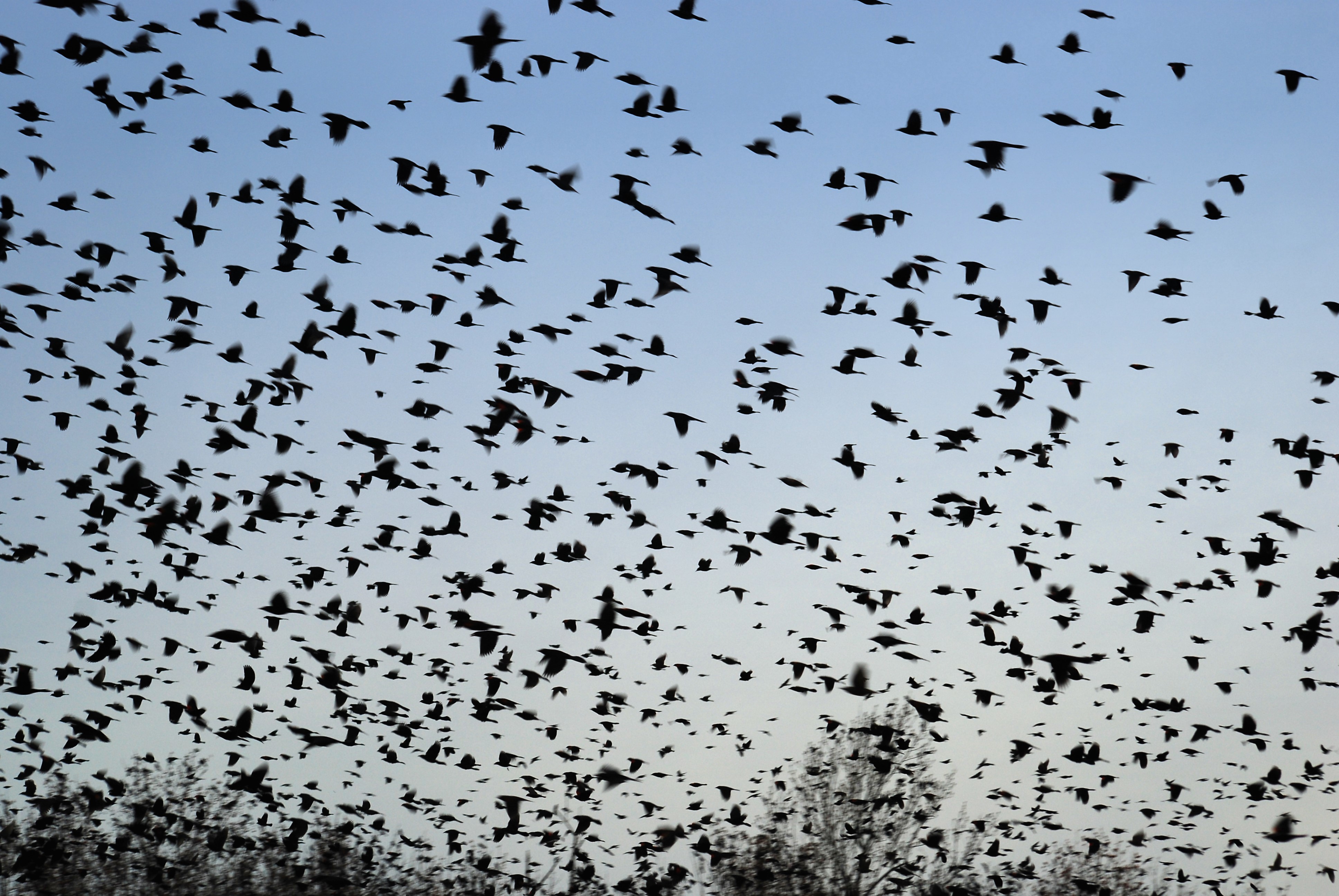 flock, Of, Birds, Sky, Bokeh,  34 Wallpaper