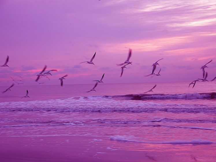 flock, Of, Birds, Sky, Bokeh,  35 HD Wallpaper Desktop Background