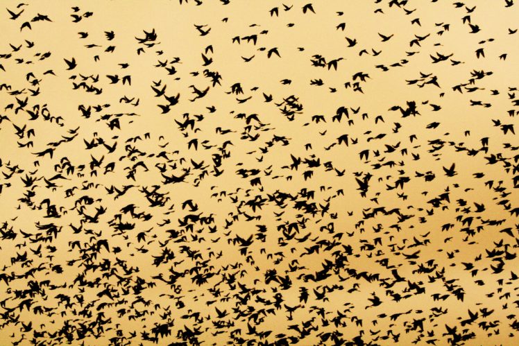 flock, Of, Birds, Sky, Bokeh,  36 HD Wallpaper Desktop Background