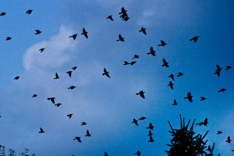 flock, Of, Birds, Sky, Bokeh,  38 HD Wallpaper Desktop Background