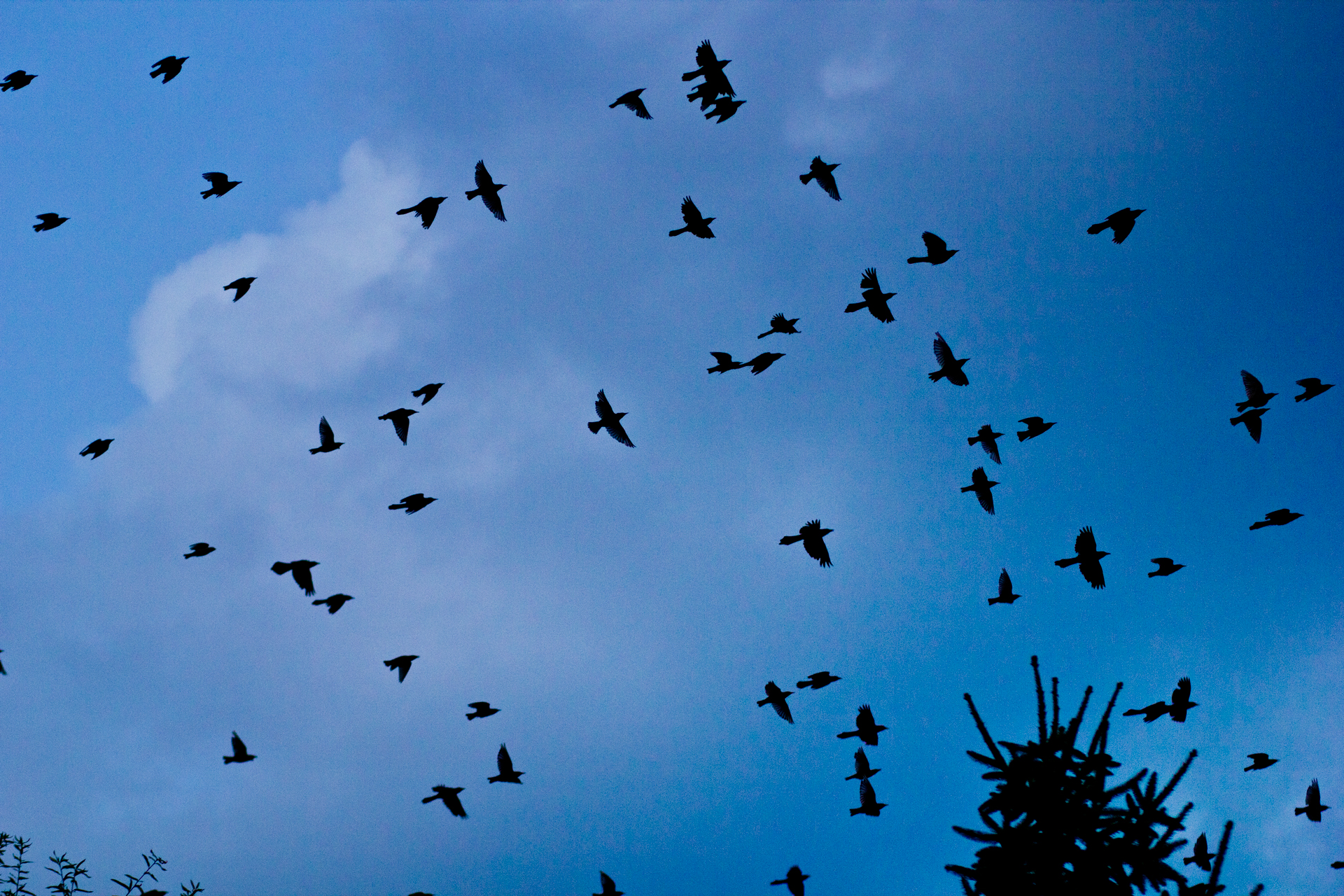 flock, Of, Birds, Sky, Bokeh,  38 Wallpaper