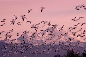 flock, Of, Birds, Sky, Bokeh,  41