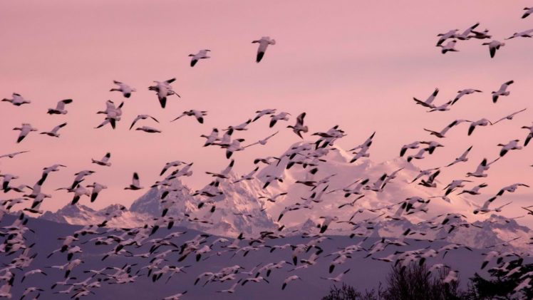 flock, Of, Birds, Sky, Bokeh,  41 HD Wallpaper Desktop Background