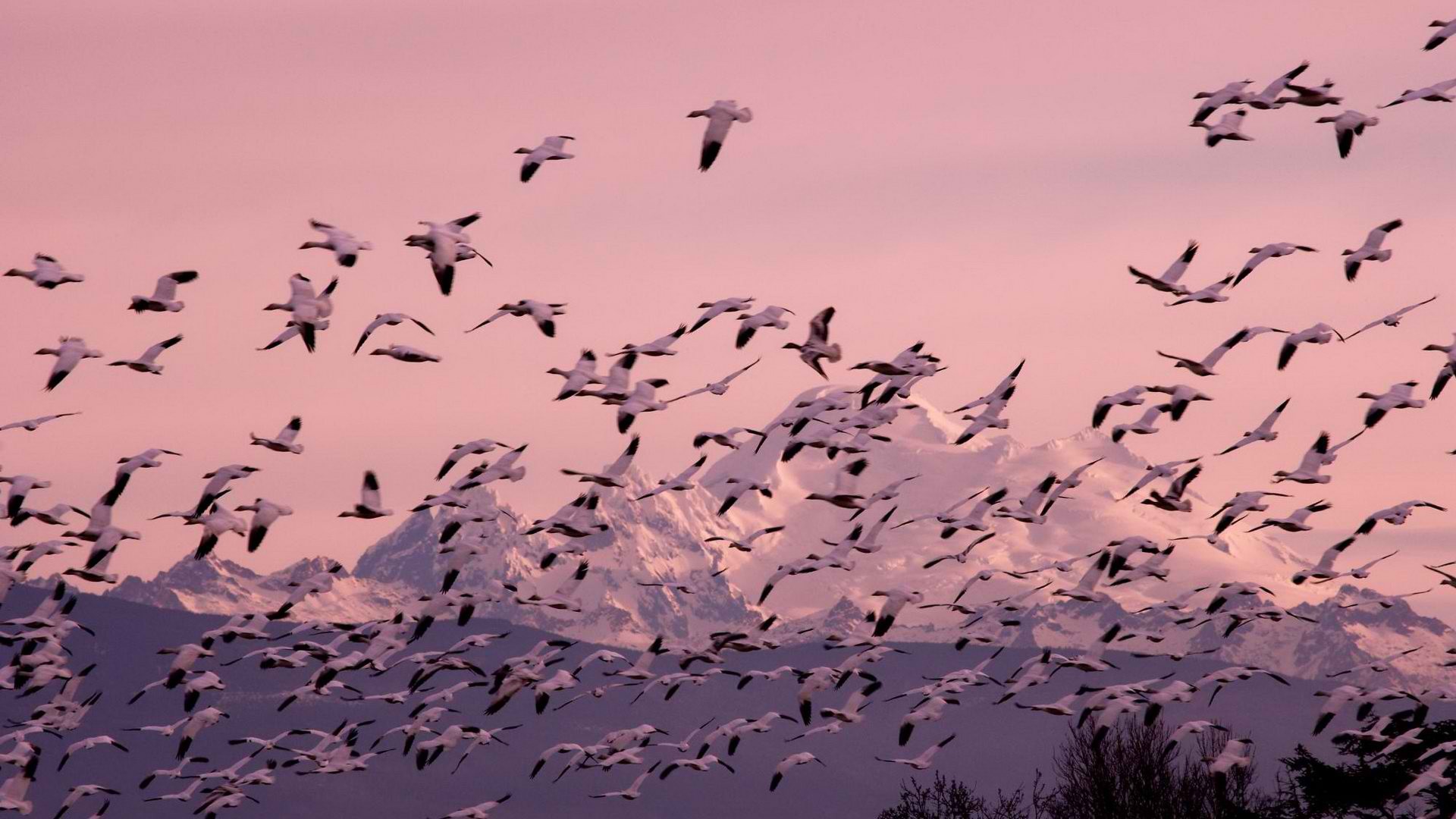 flock, Of, Birds, Sky, Bokeh,  41 Wallpaper