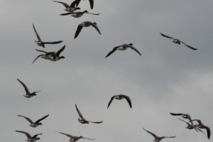 flock, Of, Birds, Sky, Bokeh,  42