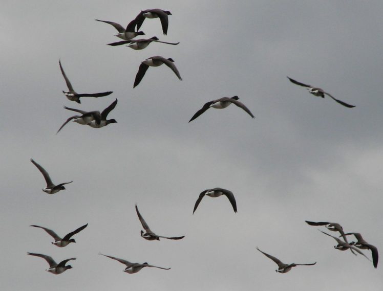 flock, Of, Birds, Sky, Bokeh,  42 HD Wallpaper Desktop Background