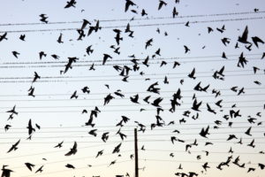 flock, Of, Birds, Sky, Bokeh,  40